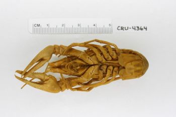 Media type: image;   Invertebrate Zoology CRU-4364 Description: Preserved specimen.;